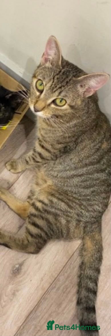 Mixed Breed cats Two male ginger kittens - Advert 4