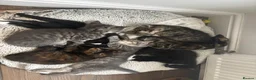 Mixed Breed cats for sale: Beautiful kittens ready now - Advert 3