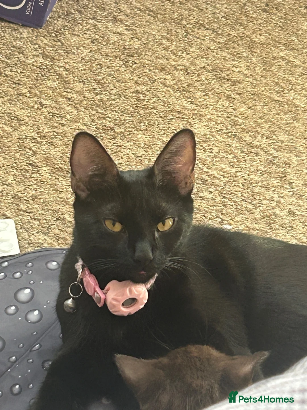 British Shorthair cats for sale: 2 Kittens, tuxedo and black cat (description) in Cirencester - Advert 1