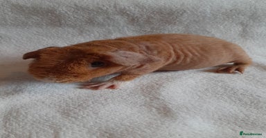 Guinea Pig rodents - Advert 9