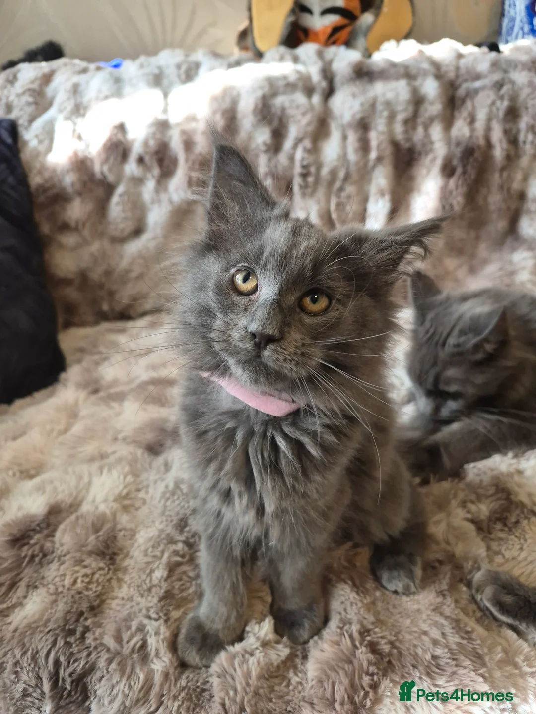 Maine Coon cats for sale: Mainecoon kittens in Plymouth - Advert 15