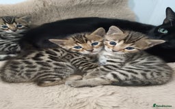 Bengal cats for sale: G5 PURE BENGEL - Image 7