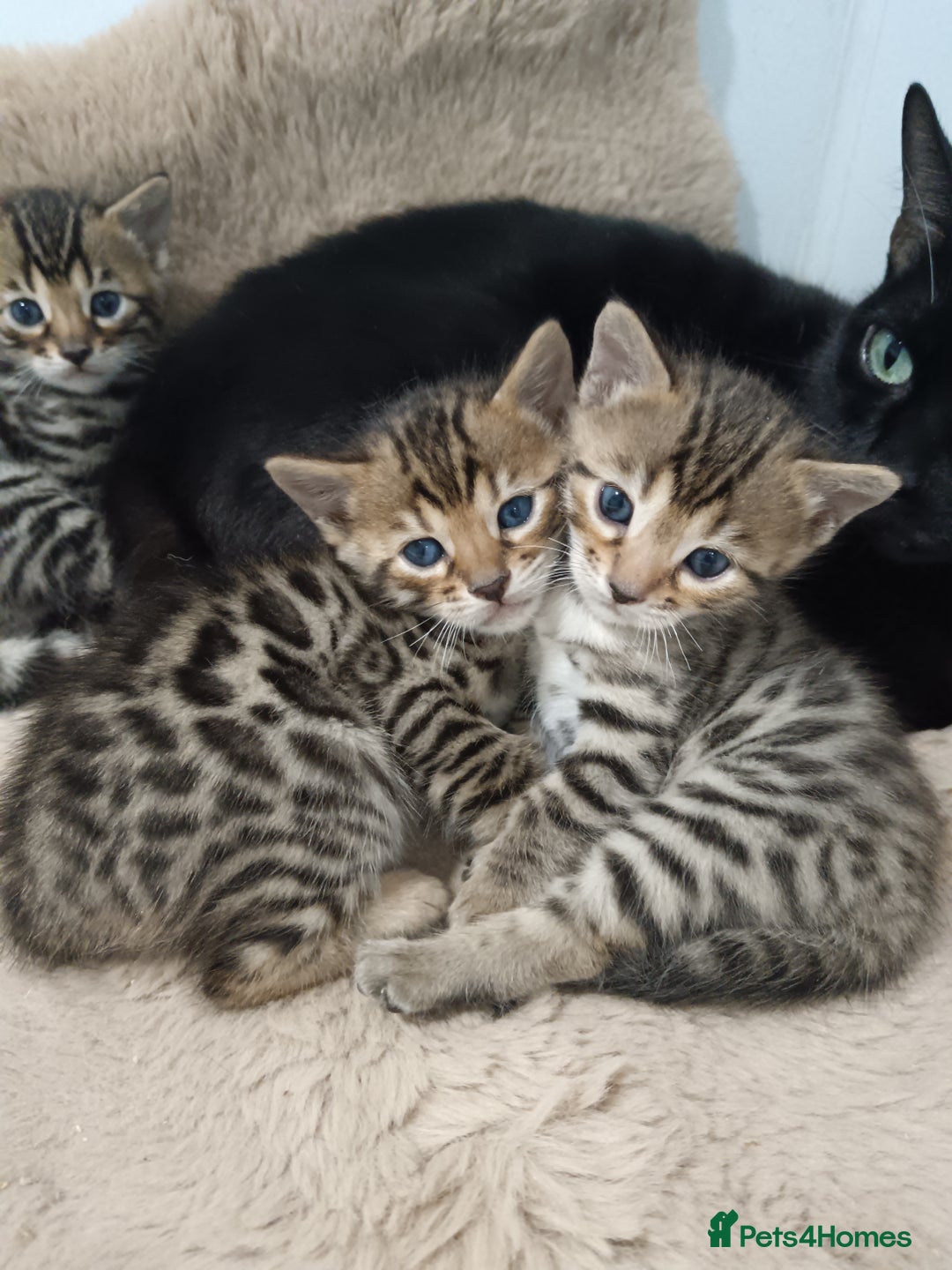 Bengal cats for sale: G5 PURE BENGEL - Image 7