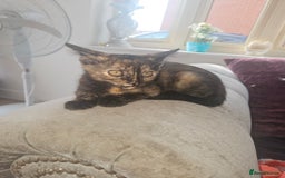 Mixed Breed cats for sale: Beautiful kittens  - Image 5