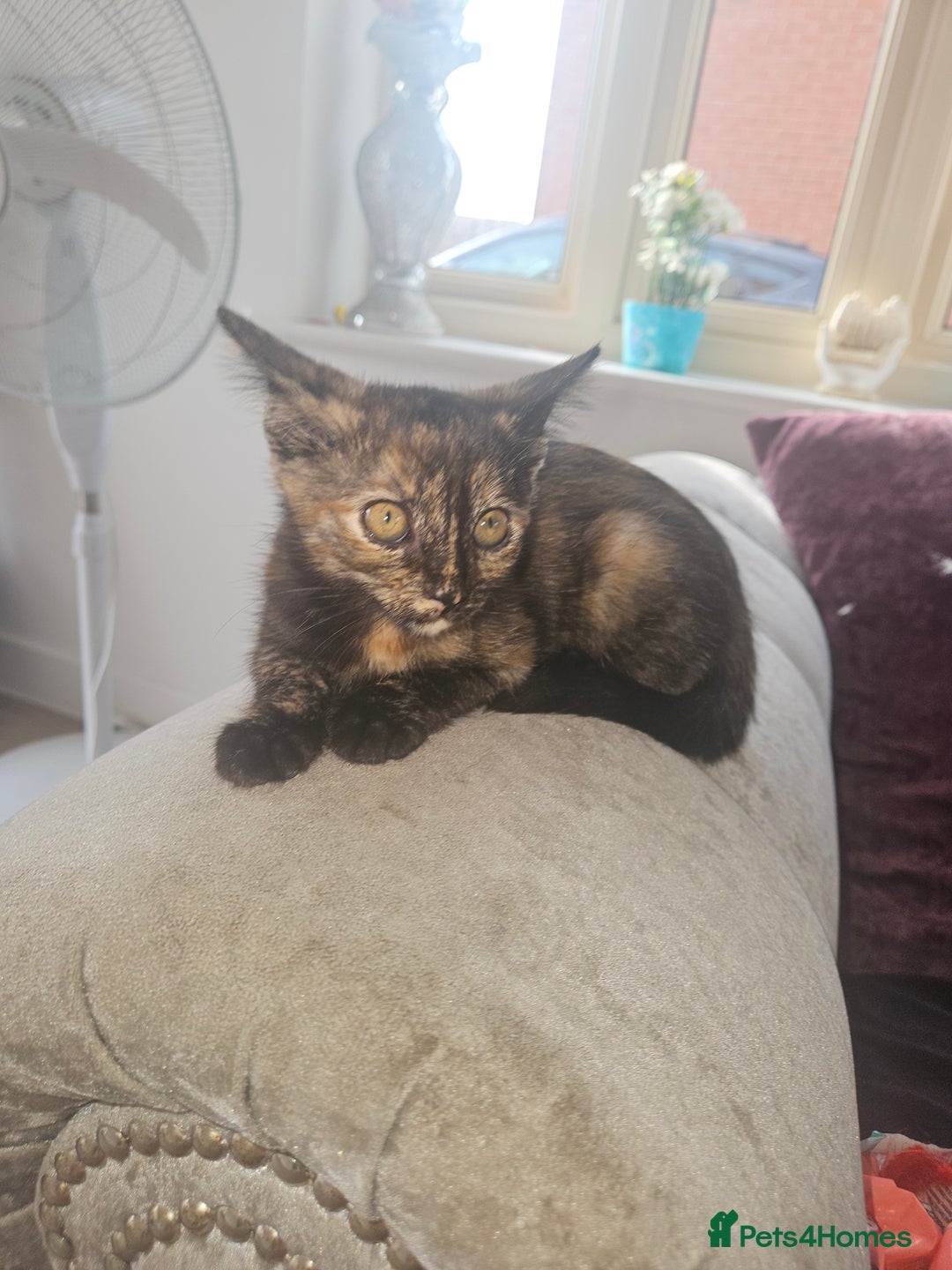 Mixed Breed cats for sale: Beautiful kittens  - Image 5