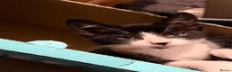 Mixed Breed cats for sale: Gorgeous kittens for sale! in Nottingham - Advert 6