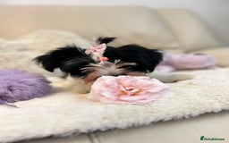 Biewer Terrier dogs for sale: 🩶🩷Biewer-Biro Champion heritage pups! 🐶❤️ - Image 29
