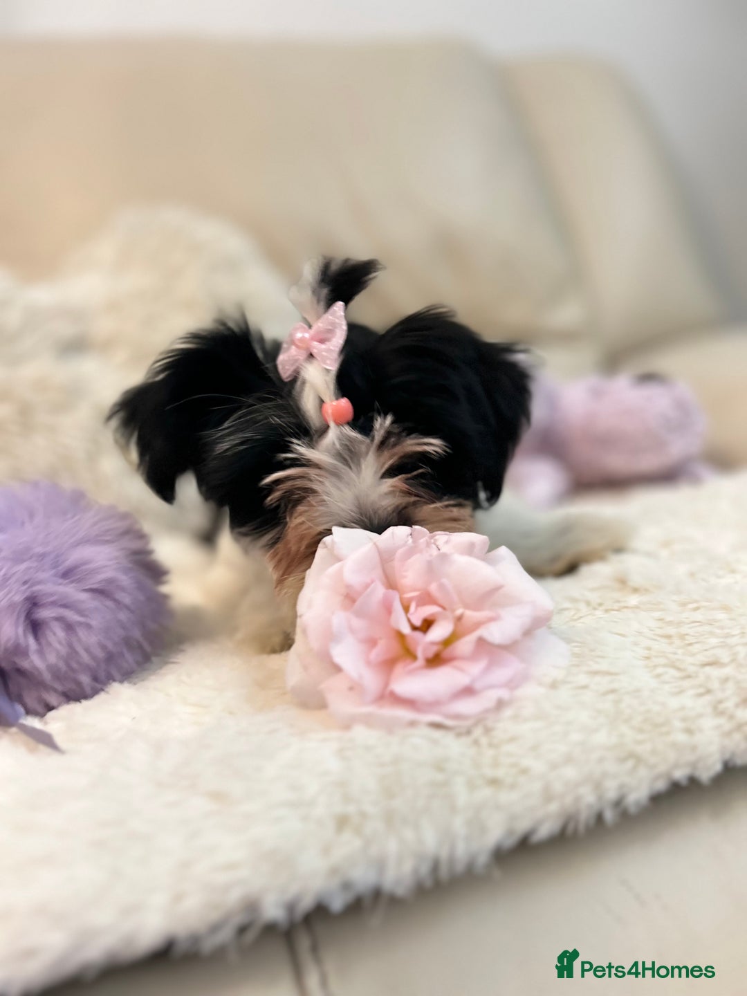 Biewer Terrier dogs for sale: 🩶🩷Biewer-Biro Champion heritage pups! 🐶❤️ - Image 29