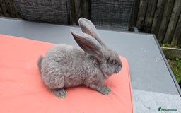 Continental Giant rabbits for sale: Merle colours  , rusian blue fur  - Image 13