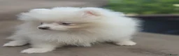 Pomeranian dogs for sale: Beautiful pomeranian  puppies ready to go - Advert 12