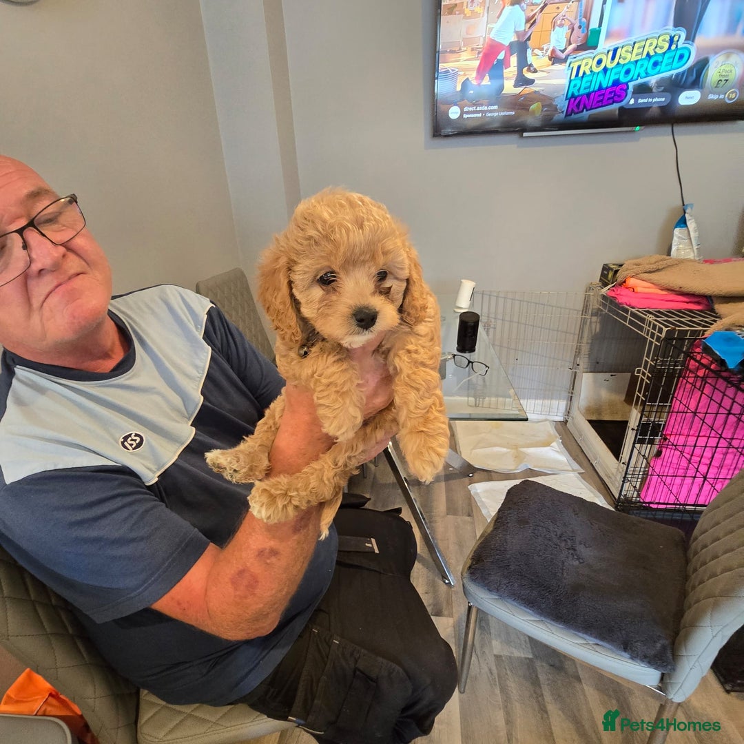 Cavapoo dogs for sale: TWO LITTLE FUR BABIES LEFT  - Image 30