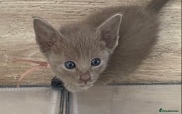 Mixed Breed cats for sale: Oriental X Siamese kittens  - Image 15