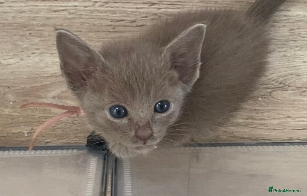 Mixed Breed cats for sale: Oriental X Siamese kittens  - Image 15