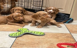 Cocker Spaniel dogs for sale: Cocker spaniel puppies  - Image 1