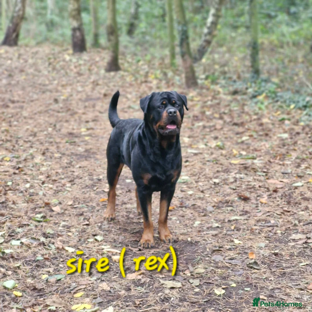 Rottweiler dogs for sale: LEGACY'S IN THE MAKING!! REX & MAGIC - Advert 15