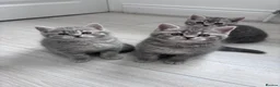 Scottish Fold cats for sale: British shorthair and Scottish straight mix  - Advert 13