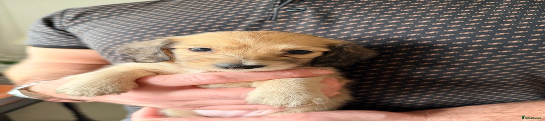 Miniature Dachshund Cream