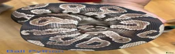 Snake reptiles for sale: Mixed Snakes - Advert 32