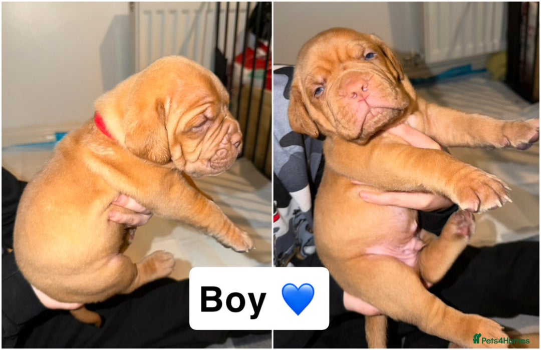 Dogue De Bordeaux dogs for sale: KC Dogue De Bordeaux  - Advert 3