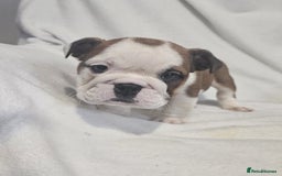 English Bulldog dogs for sale: Champion English bulldogs - Image 7
