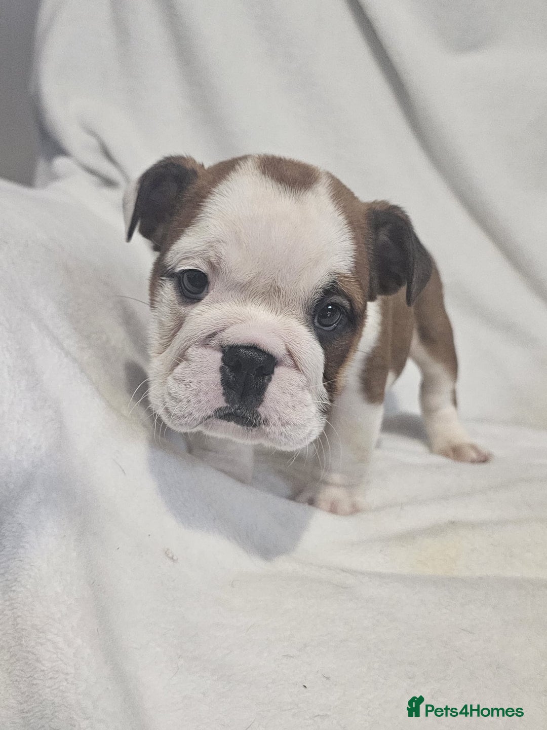 English Bulldog dogs for sale: Champion English bulldogs - Image 7