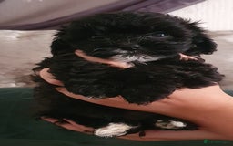 Shihpoo dogs for sale: Outstanding f1 toy shihpoos - Image 2