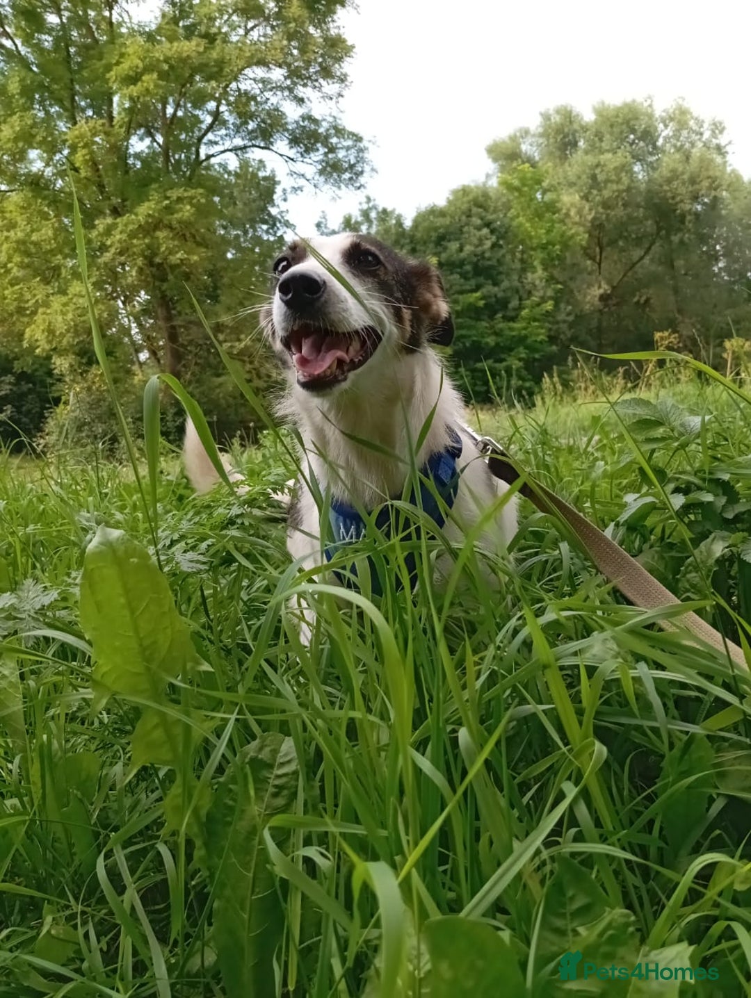 Mixed Breed dogs for adoption: ❤️ Alma – a 1.5-year-old lower-medium girl❤️ - Advert 2