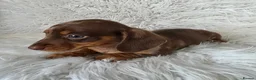 Miniature Dachshund dogs for sale: KC PRA CLEAR DAPPLE BOYS - Advert 5