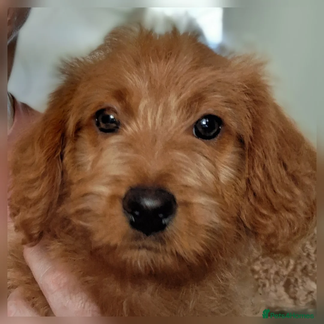 Labradoodle dogs for sale: READY to leave - Miniature F1b Labradoodles - Advert 1