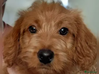 Labradoodle dogs READY to leave - Miniature F1b Labradoodles - Advert 6