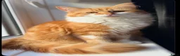 Mixed Breed cats for sale: Maine coon x ragdoll kittens - Advert 4