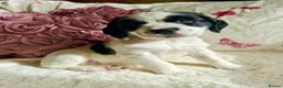 Sprocker dogs for sale: Beautiful Sprocker Spaniel pups - Advert 24