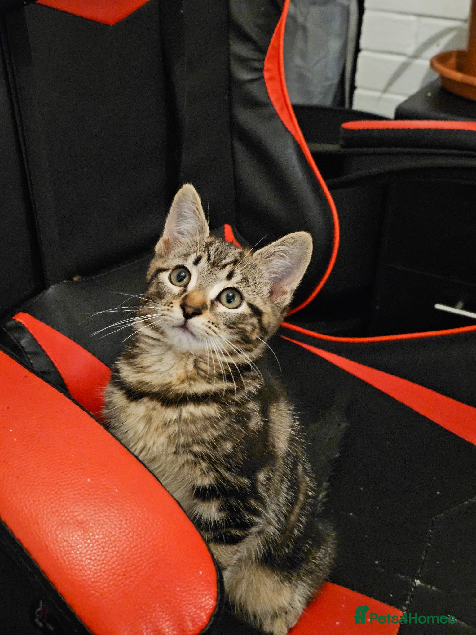 American Shorthair cats Kittens for sale  - Advert 2