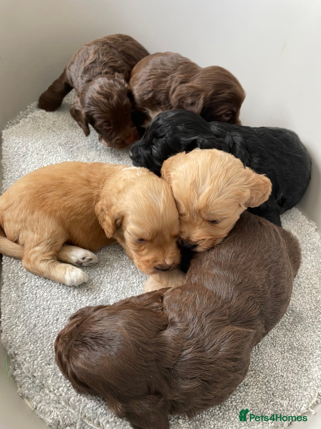 Cockapoo dogs for sale: F1 cockapoo p,r.a clear test - Image 10
