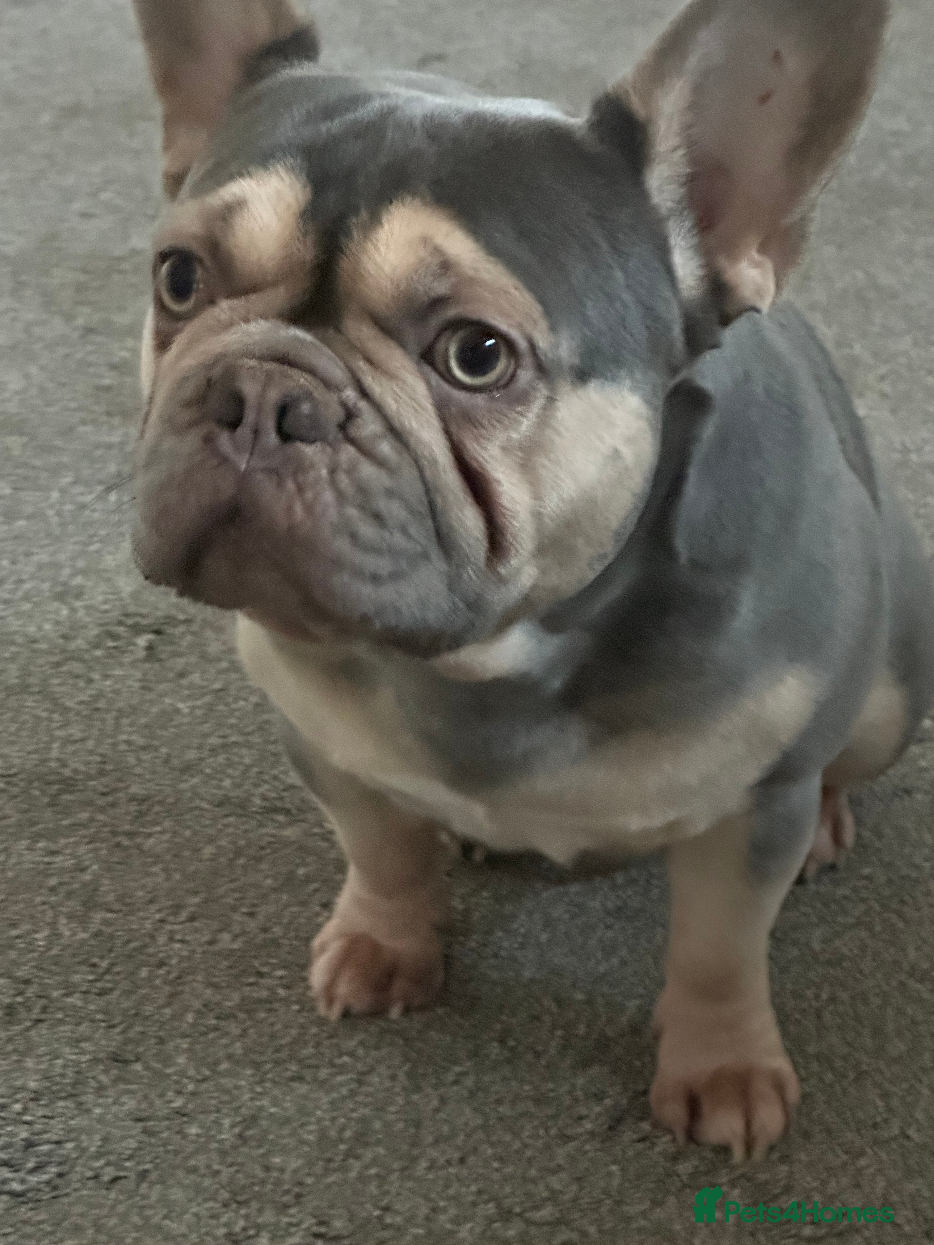 French Bulldog dogs 🚨PINK ACE NINJA🚨 in Dewsbury - Advert 1