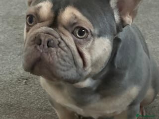 French Bulldog dogs 🚨PINK ACE NINJA🚨 in Dewsbury - Advert 3