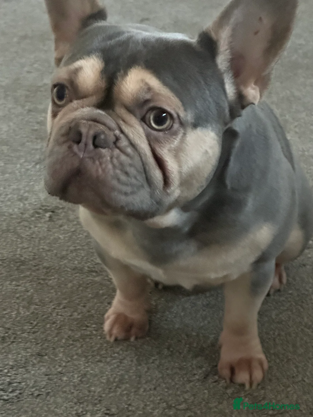 French Bulldog dogs for stud: 🚨PINK ACE NINJA🚨  **  PINK MAAJIN BU in Dewsbury - Advert 2