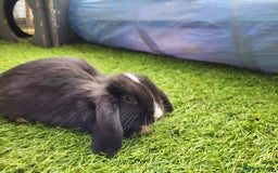 Mini Lop rabbits for sale: Beautiful Mini Lops - READY TO LEAVE  - Image 24