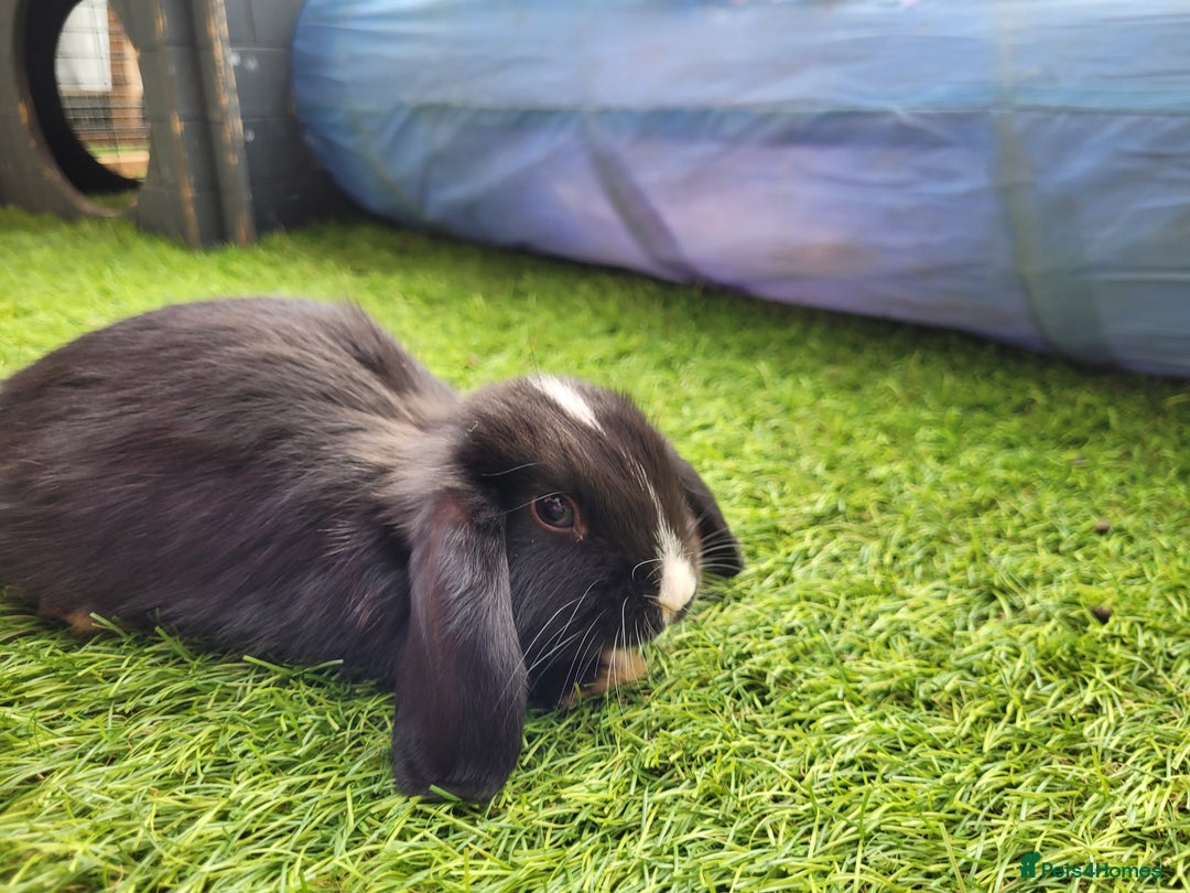Mini Lop rabbits for sale: Beautiful Mini Lops - READY TO LEAVE  - Image 24
