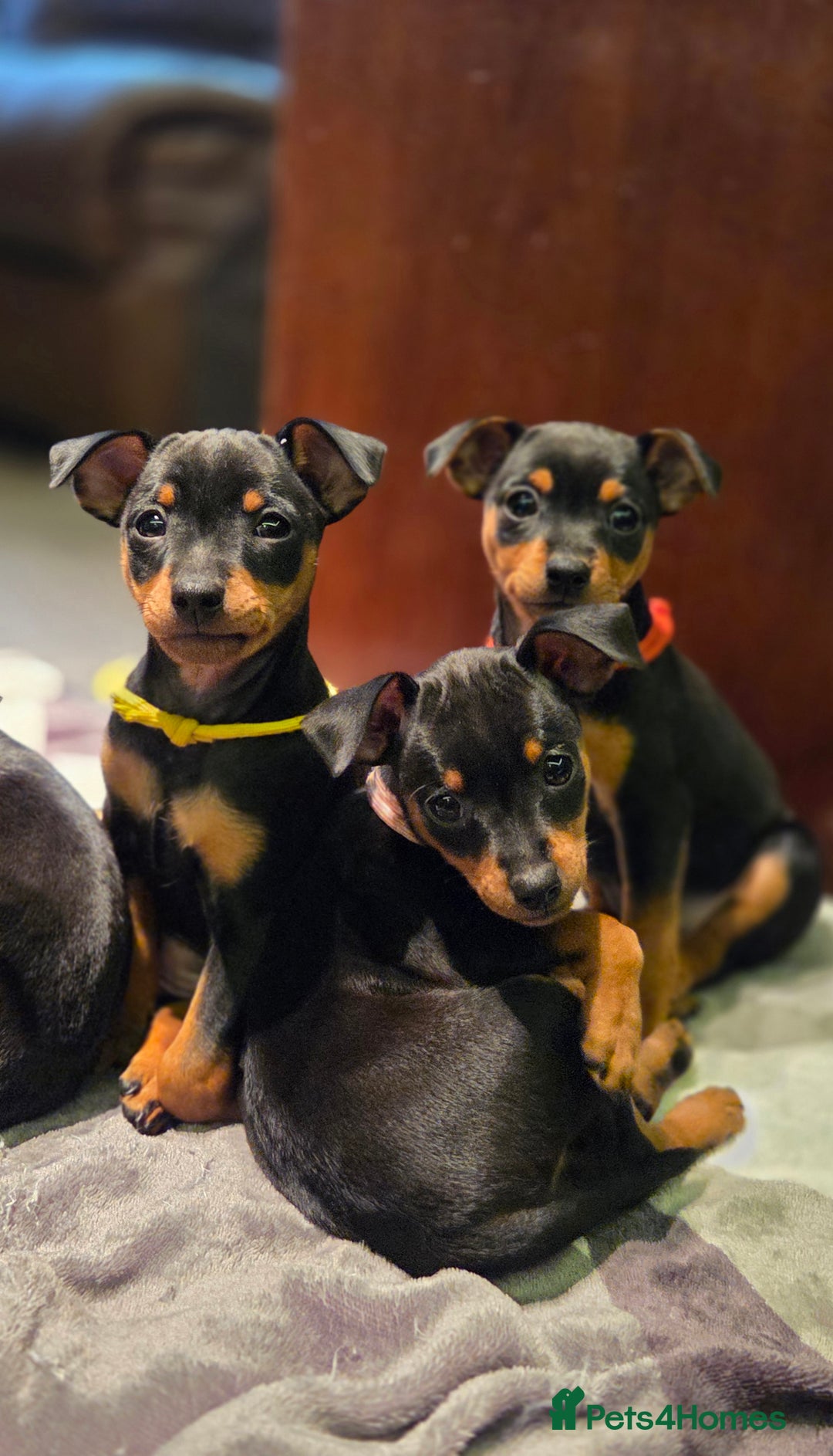 Miniature Pinscher dogs for sale: KC Registered 6 Pure Miniature Pinscher litter - Advert 2