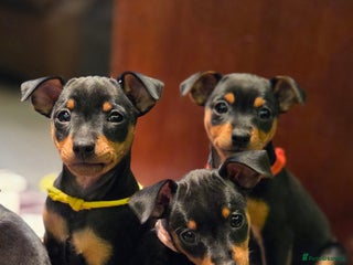Miniature Pinscher dogs KC Registered 6 Pure Miniature Pinscher litter - Advert 2