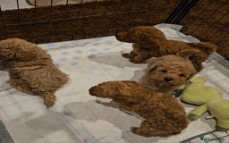 Maltipoo dogs for sale: F1b maltipoo puppies - Image 7