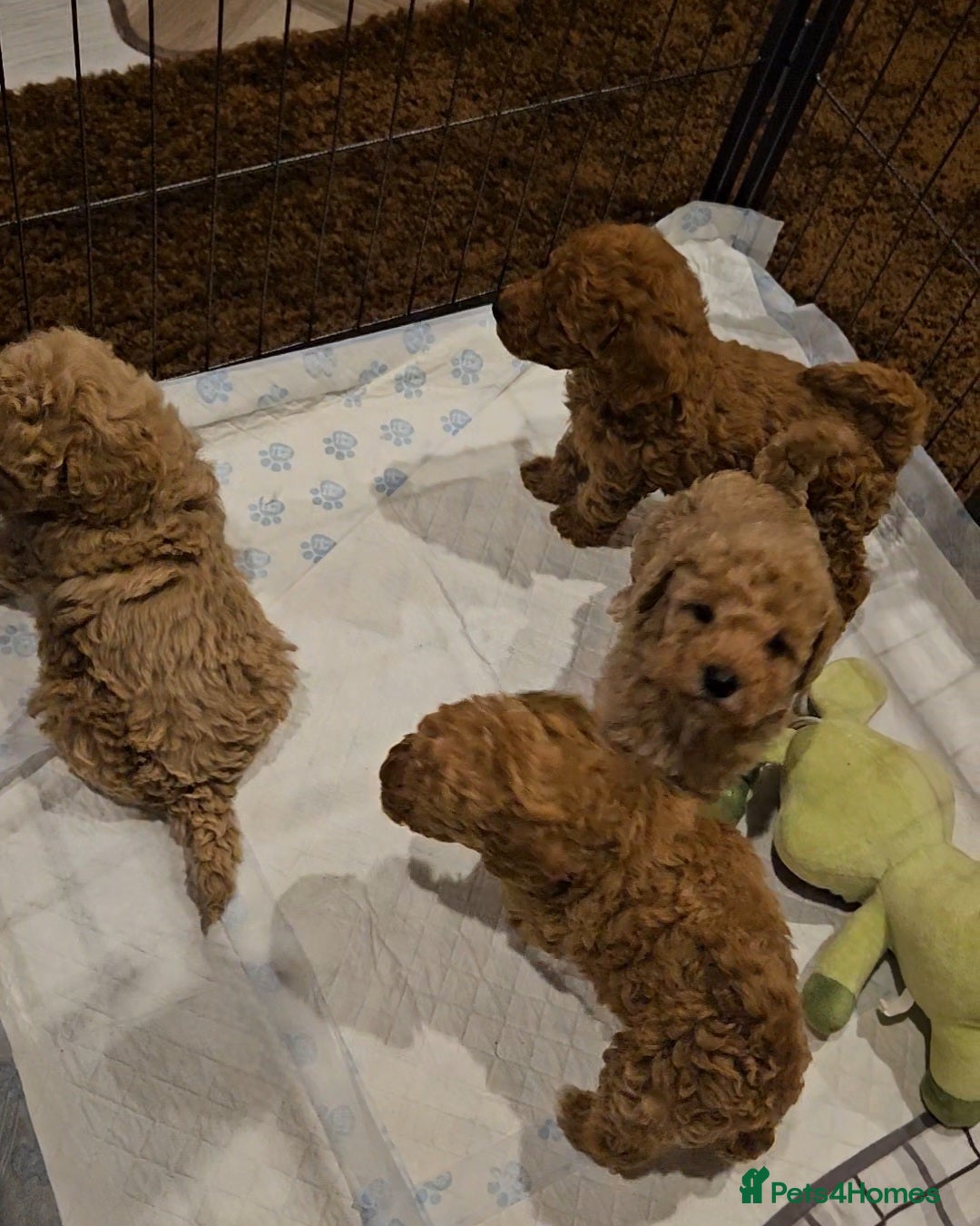 Maltipoo dogs for sale: F1b maltipoo puppies - Image 7