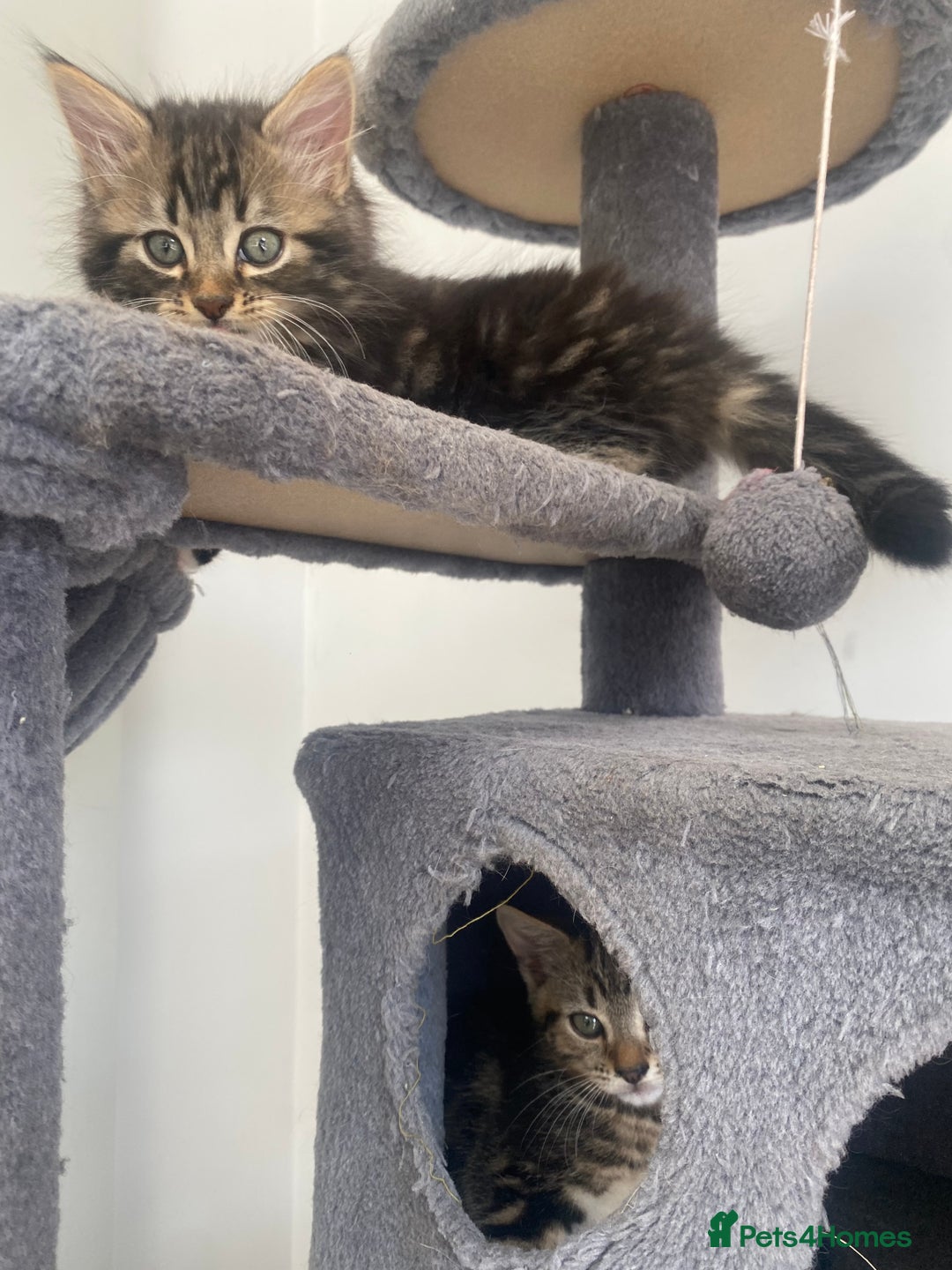 Mixed Breed cats for sale: Adorable kittens looking for their forever home 🐾 - Image 5