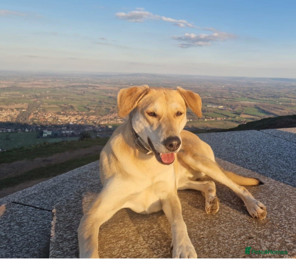 Mixed Breed dogs Zuri is looking for a fun adventurous home - Advert 1