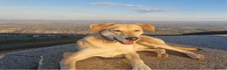 Mixed Breed dogs for adoption: Zuri is looking for a fun adventurous home in Fowey - Advert 1