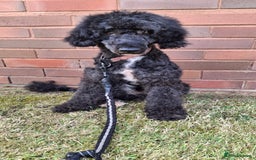 Cockapoo dogs for sale: Health tested show type cockapoo pups, fully vac.  - Image 16