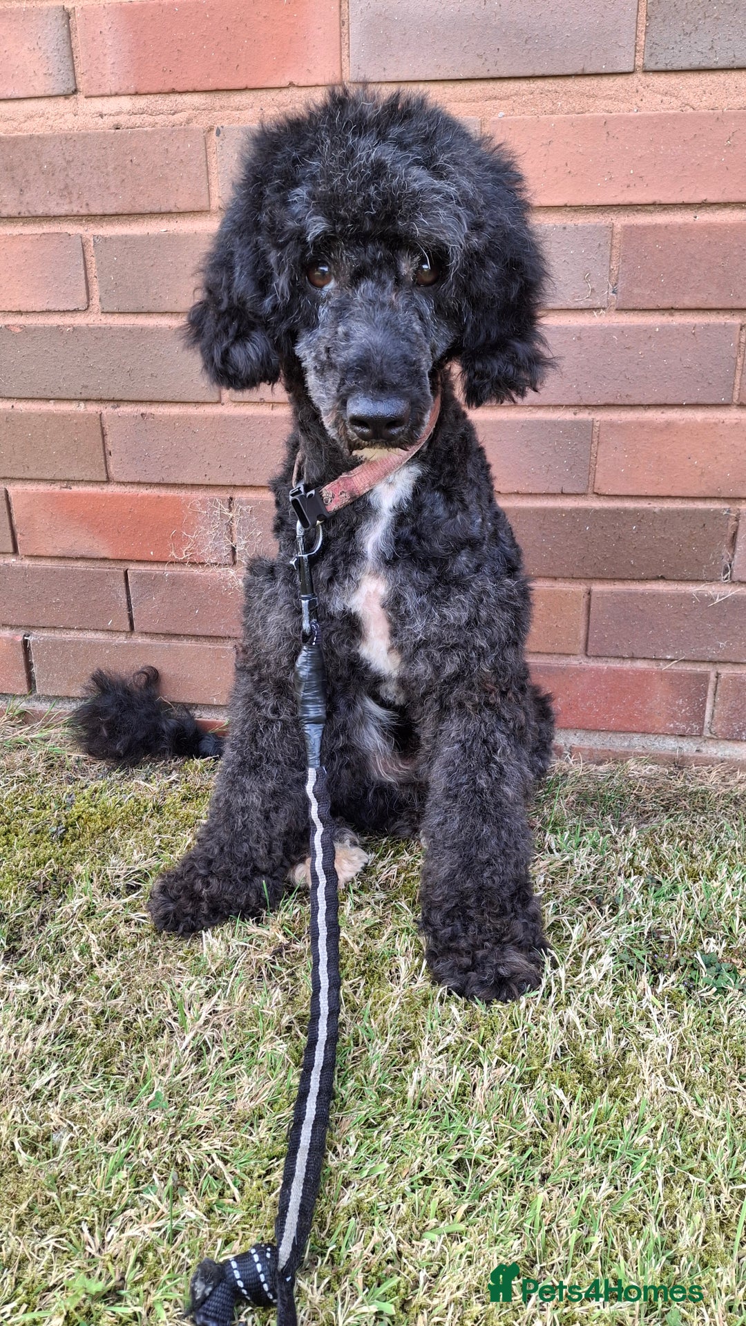 Cockapoo dogs for sale: Health tested show type cockapoo pups, fully vac.  - Image 16