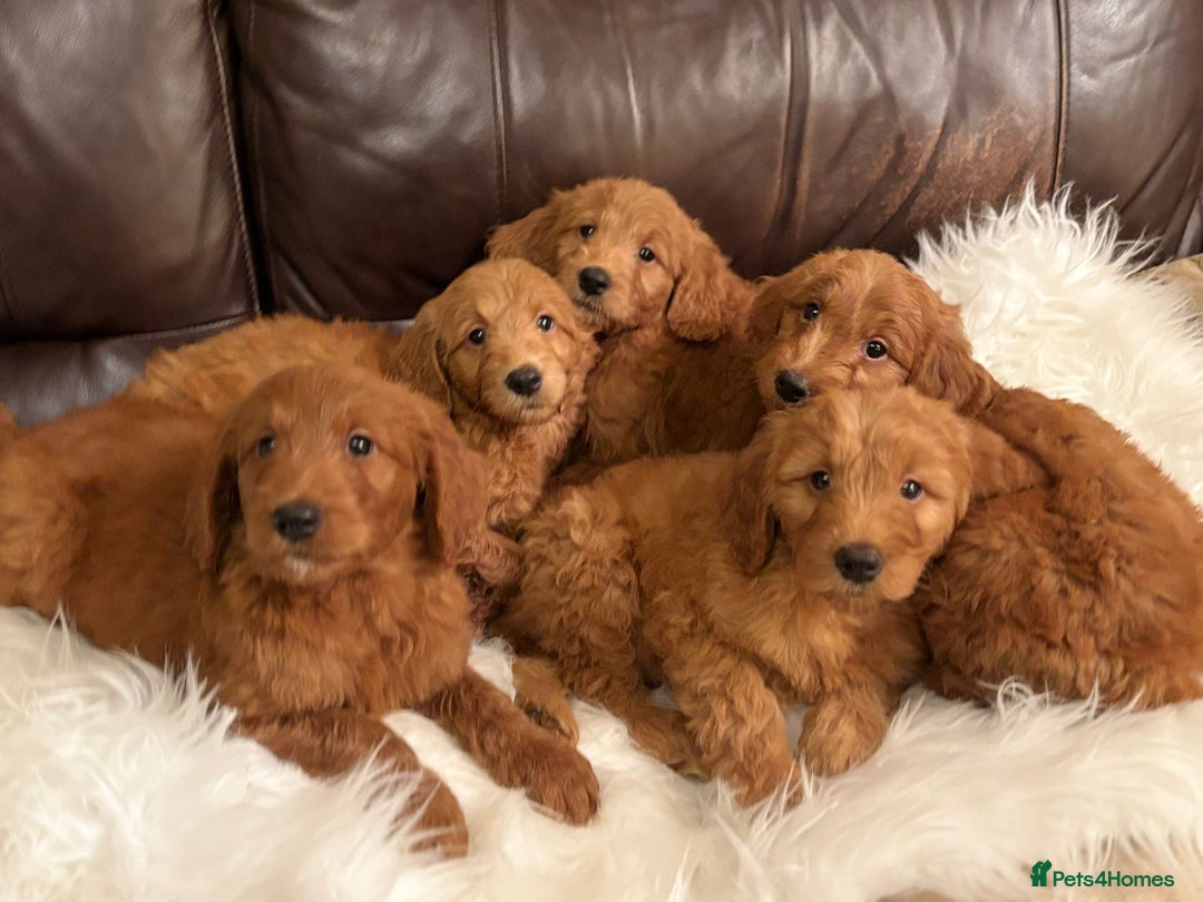 Goldendoodle dogs for sale: Golden doodle deep red cuddly chunky puppies  - Advert 2