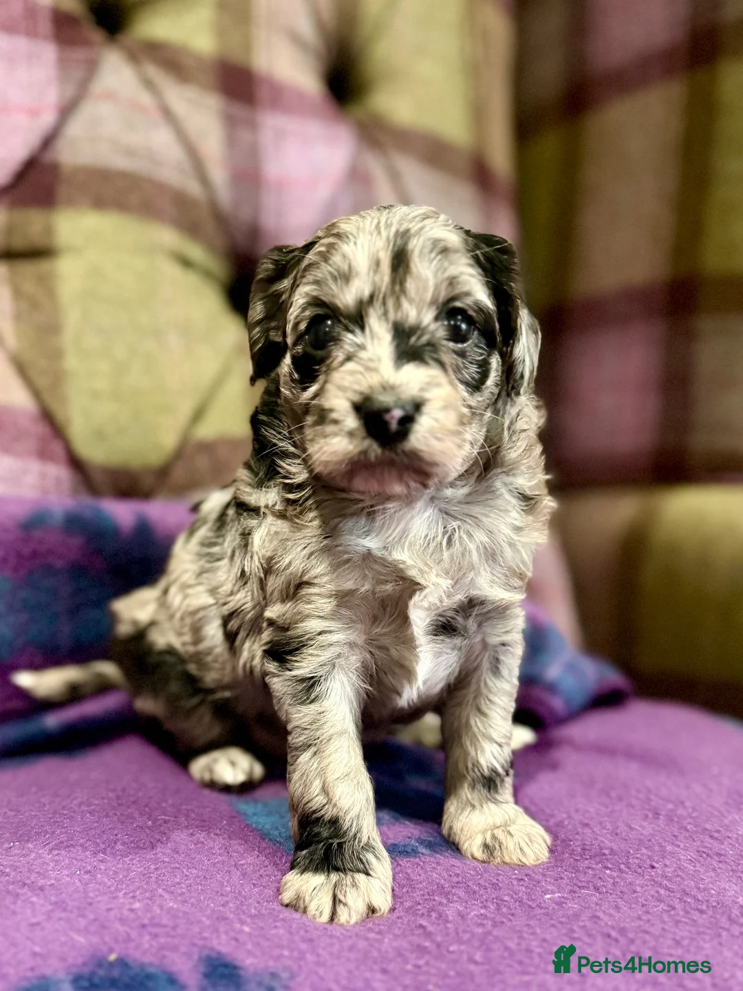 Cavapoo dogs for sale: Beautiful F1B Cavapoo puppies  - Advert 8